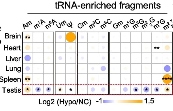Open access visualization of Bubble Plot, RNA modification, tRNA-enriched fragments, Hypobaric hypoxia, Mouse tissues
