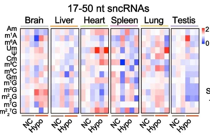 Open access visualization of Heatmap, RNA modification, sncRNAs, Hypobaric hypoxia, Mouse tissues