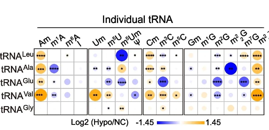 Open access visualization of Bubble Plot, Heatmap, RNA Modifications, Liver, Endo-tRNA
