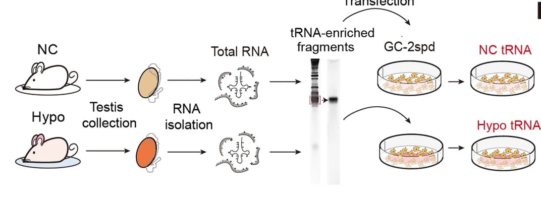 Open access visualization of Workflow, Gel, Illustration, tRNA, Transfection