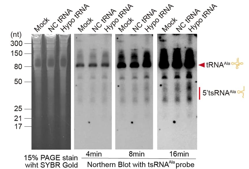 Open access visualization of Gel, Expression Levels, tRNA Ala, tsRNA Ala, GC-2spd Cells