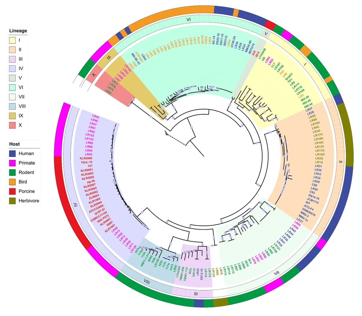 Open access visualization of Network, Phylogenetic Tree, Maximum Likelihood Tree, Limosilactobacillus reuteri, Core-genome Alignment