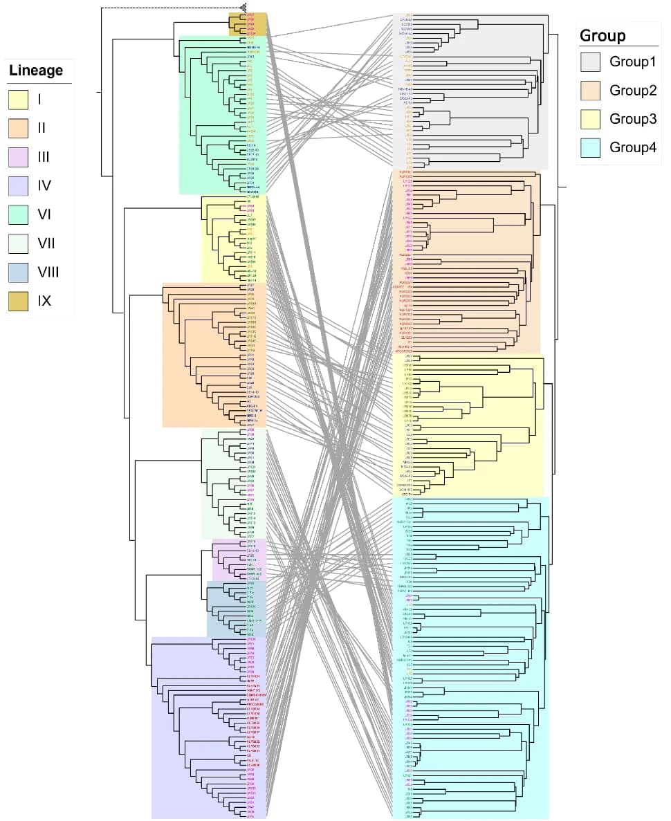 Open access visualization of Network, Sankey, Core-genome Tree, Gene Content Tree, Jaccard Distance