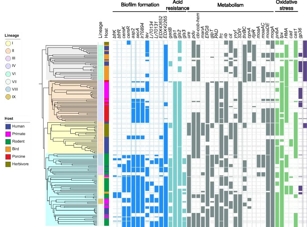 Open access visualization of Heatmap, Clustered, Gene Clusters, Genes, Lineages