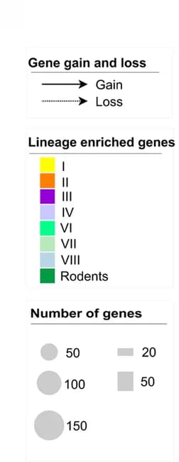 Open access visualization of Illustration, Turnover Events, Lineage-Specific Genes, Gene Gain, Gene Loss