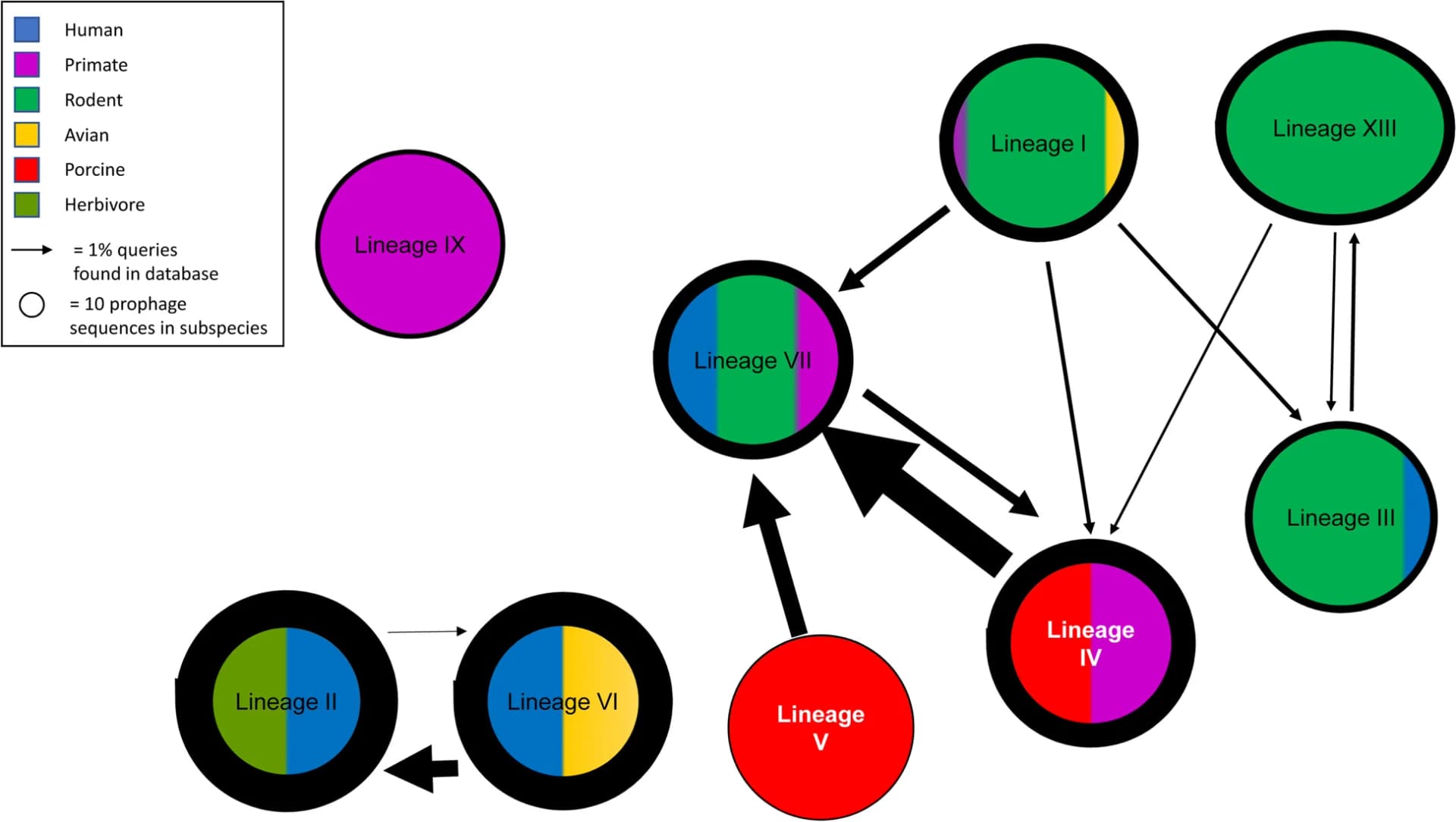 Open access visualization of Network, Pathway, Lysogenic phages, L. reuteri, Prophage sequences