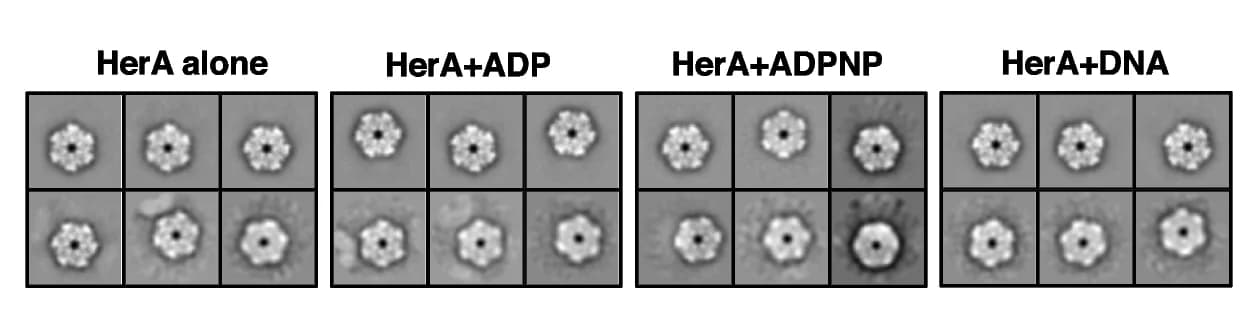 Open access visualization of Microscopy, Cryo-EM, drHerA hexamer, ligand, dsDNA