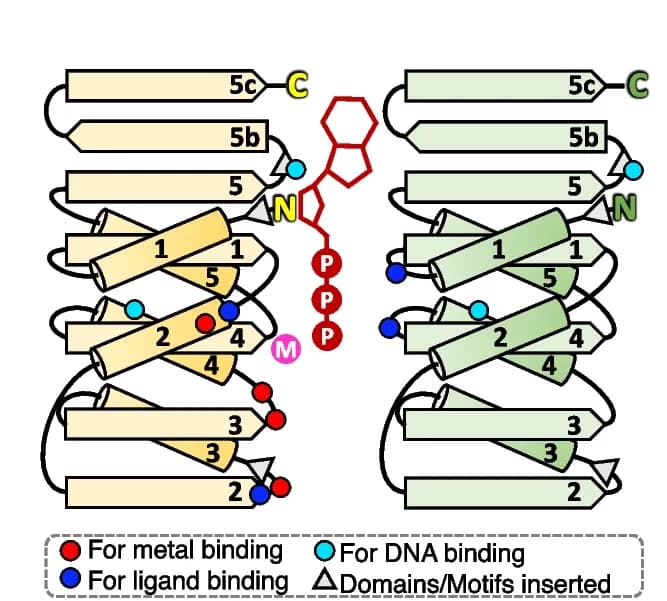 Open access visualization of Illustration, drHerA RecA-like domain, Metal binding, ATP binding, DNA binding