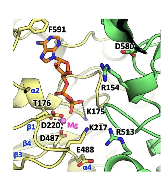 Open access visualization of Protein Structure, Chemical Structure, ATP catalytic sites, Ligand binding, Metal binding