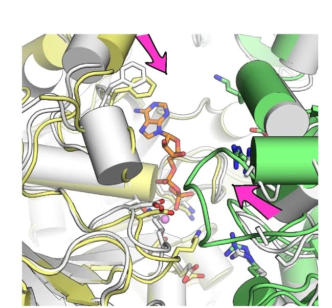 Open access visualization of Protein Structure, Chemical Structure, ATP catalytic sites, Apo drHerA structure, drHerA-ADP complex