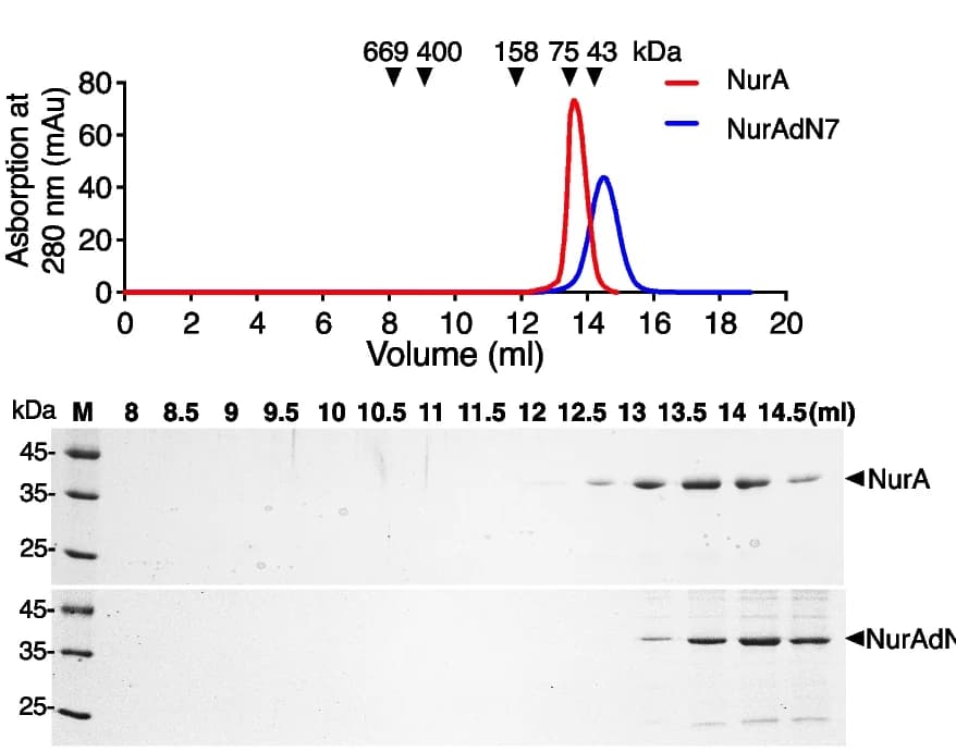 Open access visualization of Line Plot, Gel, Gel Filtration, Dimerization, drNurA