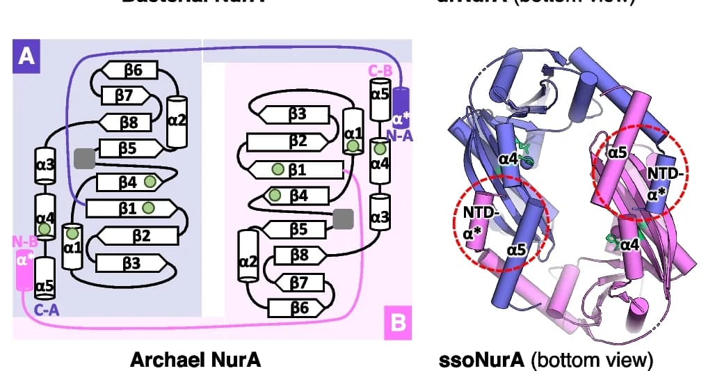 Open access visualization of Workflow, Protein Structure, Topology Diagram, Archaeal NurA, Inserted Motifs
