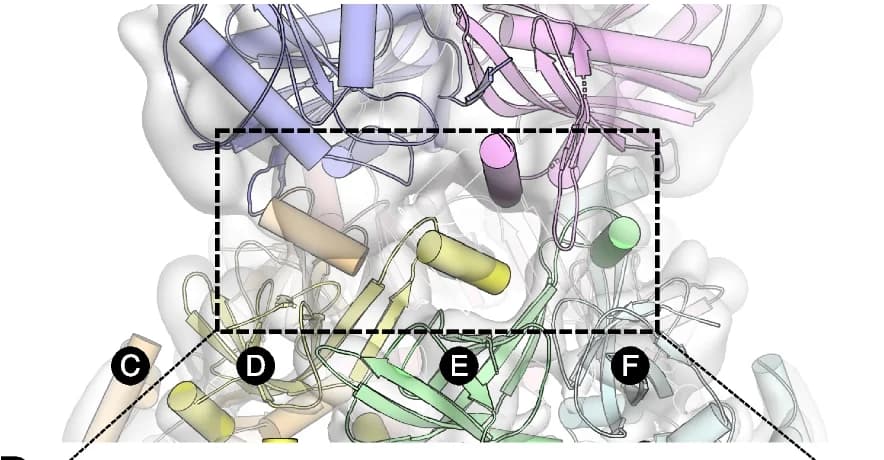 Open access visualization of Protein Structure, Protein Interaction, drNurA, drHerA, HAS-barrel Domains