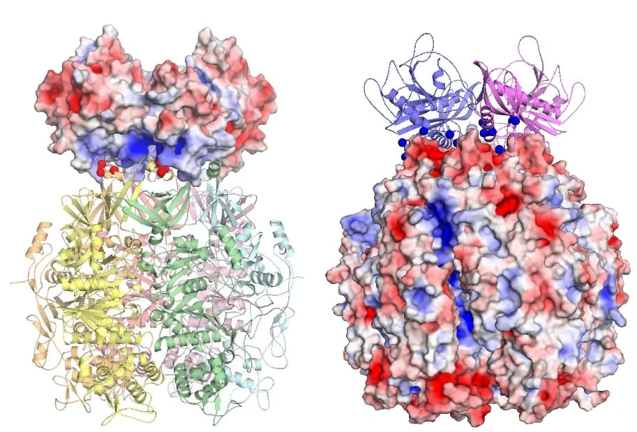 Open access visualization of Protein Structure, Electrostatic Properties, drNurA, drHerA, APBS