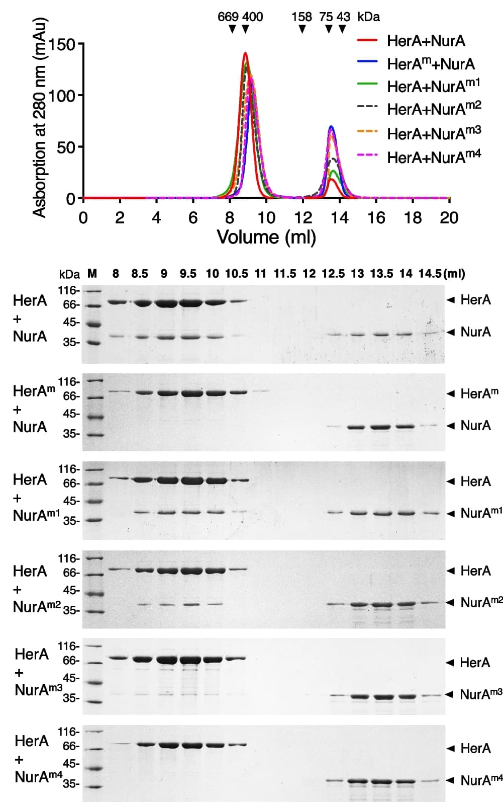 Open access visualization of Line Plot, Gel, Gel Filtration, drNurA-HerA Complex, Superdex S200