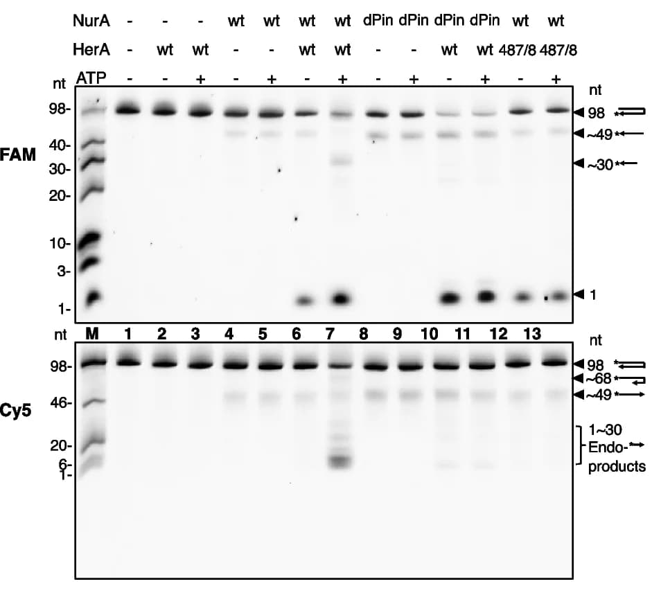Open access visualization of Gel, DNA end resection, Mutants, Gel electrophoresis, drNurA