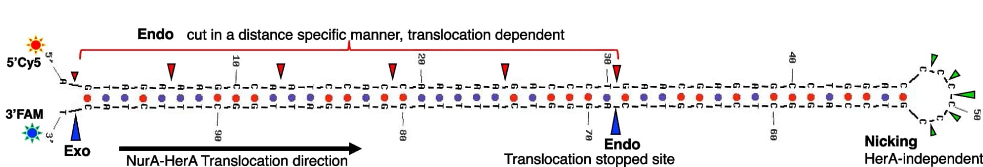 Open access visualization of Illustration, Workflow, Cutting pattern analysis, Hairpin substrate, Cleavage