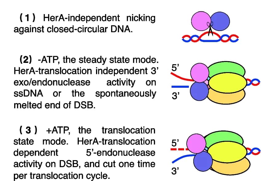 Open access visualization of Illustration, drNurA, drHerA, Nuclease activity, DNA end resection
