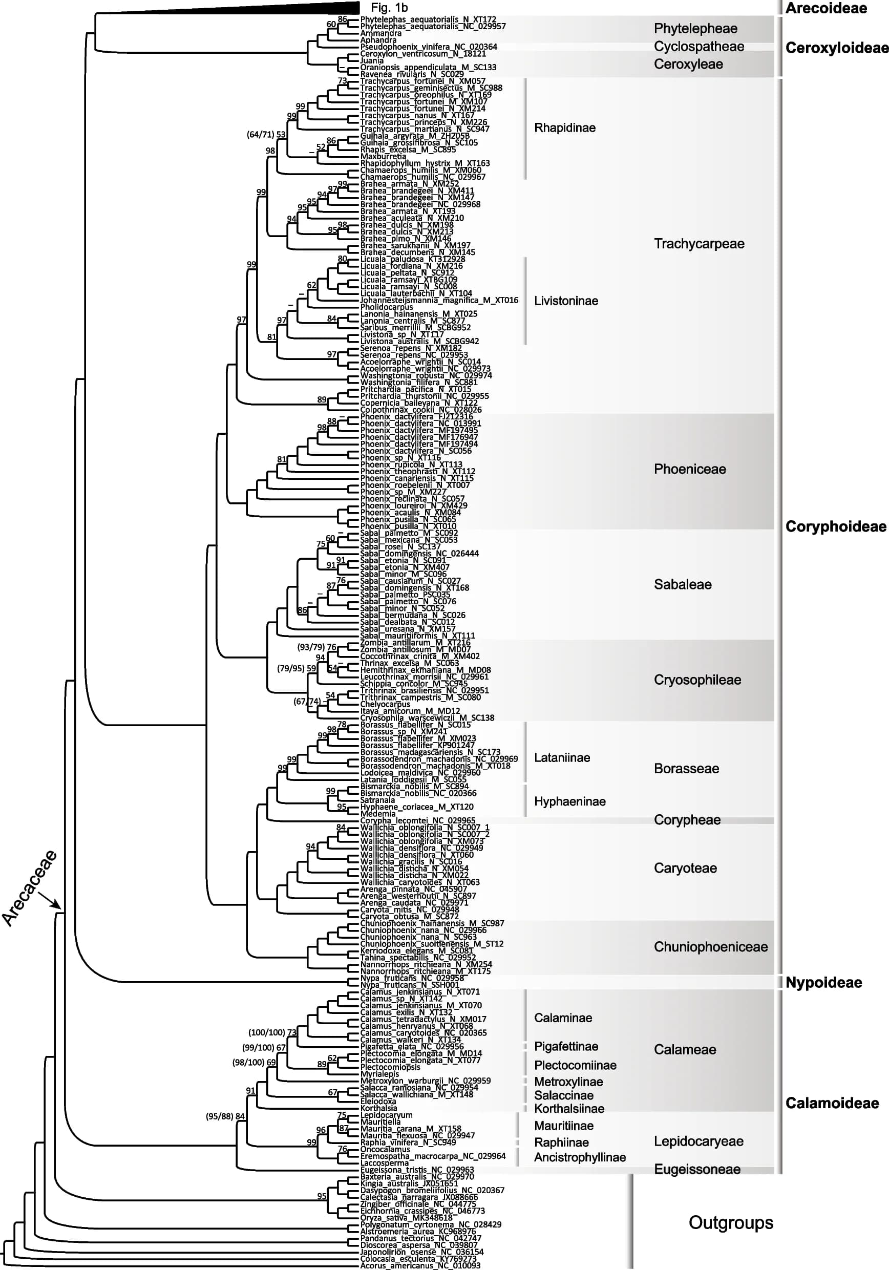 Open access visualization of Line Plot, Phylogenetic Tree, Arecaceae, Bootstrap Support, GenBank Accession Numbers