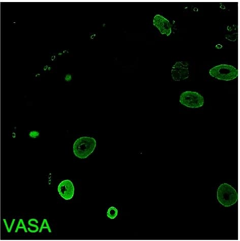 Open access visualization of Microscopy, SRSF1, Oocytes, Primordial Follicle, Immunostaining