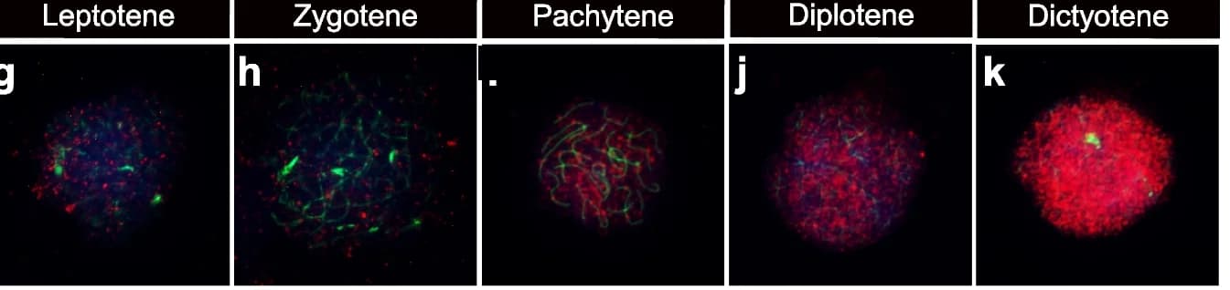 Open access visualization of Microscopy, SRSF1, Oocyte, Meiotic Prophase I, Co-immunostaining