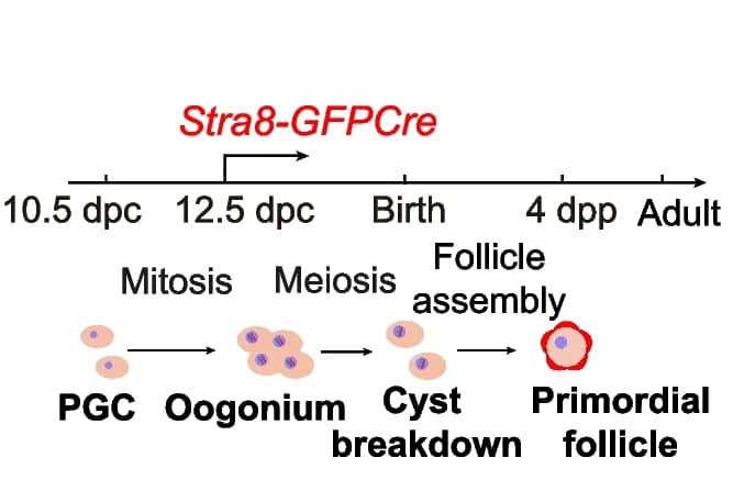 Open access visualization of Workflow, Illustration, Cre Enzyme, Mouse Ovaries
