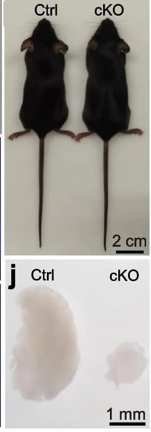 Open access visualization of Photo, Body Weight, cKO Mice, Ctrl Mice