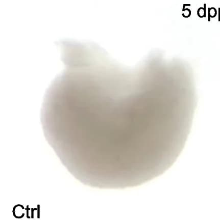 Open access visualization of Photo, Ovarian Atrophy, cKO Mice