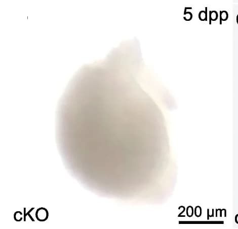 Open access visualization of Photo, Ovarian Atrophy, cKO Mice