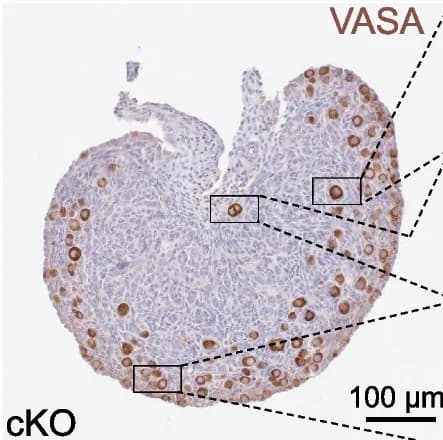 Open access visualization of Microscopy, Immunostaining, VASA, Ovaries, Primary Follicle