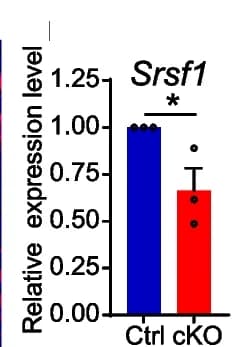 Open access visualization of Bar Plot, Error Bars, mRNA Level, Srsf1, cKO Ovaries
