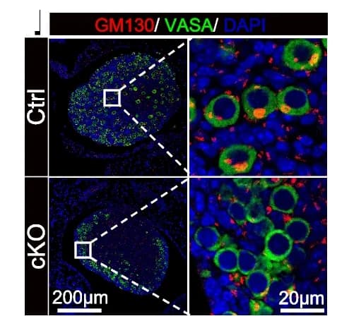 Open access visualization of Microscopy, Co-immunostaining, GM130, VASA, Ovaries