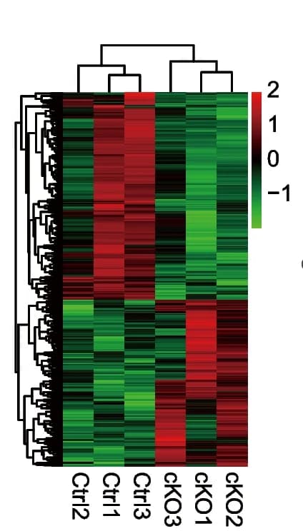 Open access visualization of Heatmap, Clustered, Immunostaining, MSY2, VASA