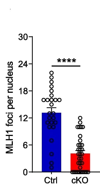 Open access visualization of Bar Plot, Scatter Plot, Error Bars, Crossovers, MLH1 foci