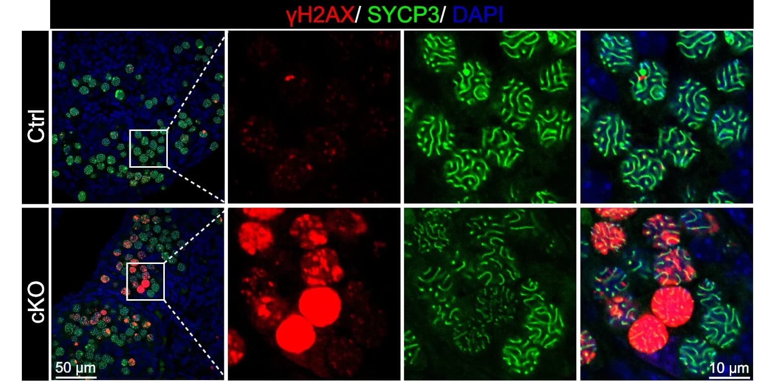 Open access visualization of Microscopy, Co-immunostaining, γH2AX, SYCP3, Ovaries
