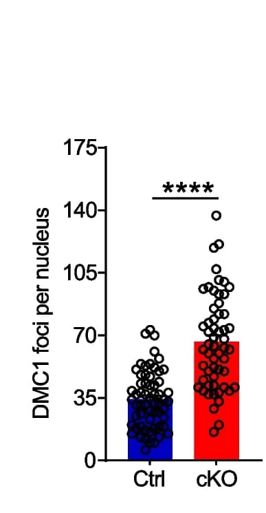 Open access visualization of Bar Plot, Scatter Plot, Error Bars, Oocytes, DMC1 foci