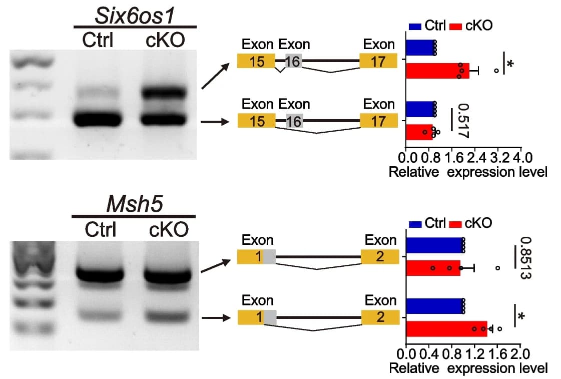 Open access visualization of Bar Plot, Gel, Illustration, Error Bars, Msh5
