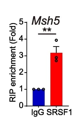 Open access visualization of Bar Plot, Error Bars, SRSF1, Msh5, Six6os1