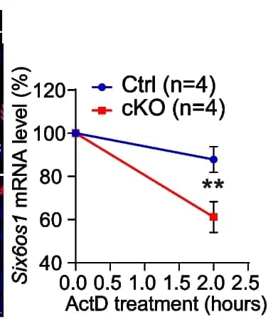 Open access visualization of Line Plot, Error Bars, MSH5, SYCP3, Oocytes