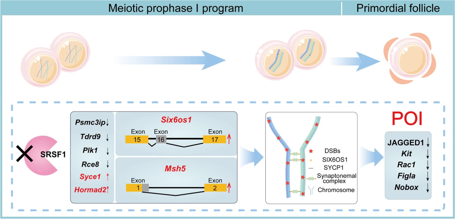 Open access visualization of Workflow, Illustration, Primordial Follicle Formation, Meiotic Prophase I, SRSF1