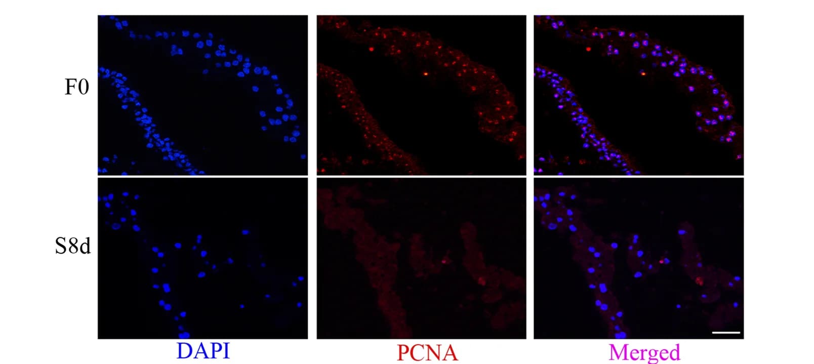Open access visualization of Microscopy, Immunostaining, Blastoderm, Mitosis, Phospho-Histone H3