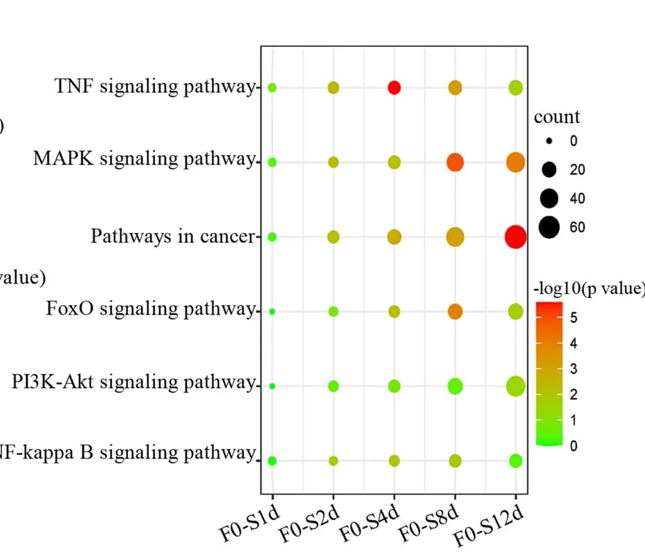 Open access visualization of Bubble Plot, Scatter Plot, KEGG pathway, DEGs