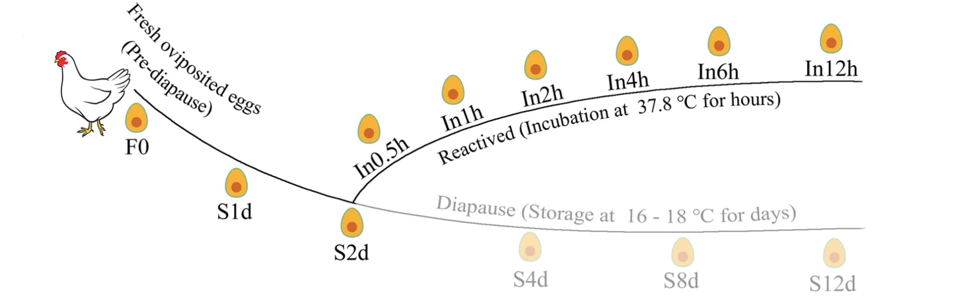 Open access visualization of Workflow, Flowchart, Illustration, RNA-Seq, Eggs