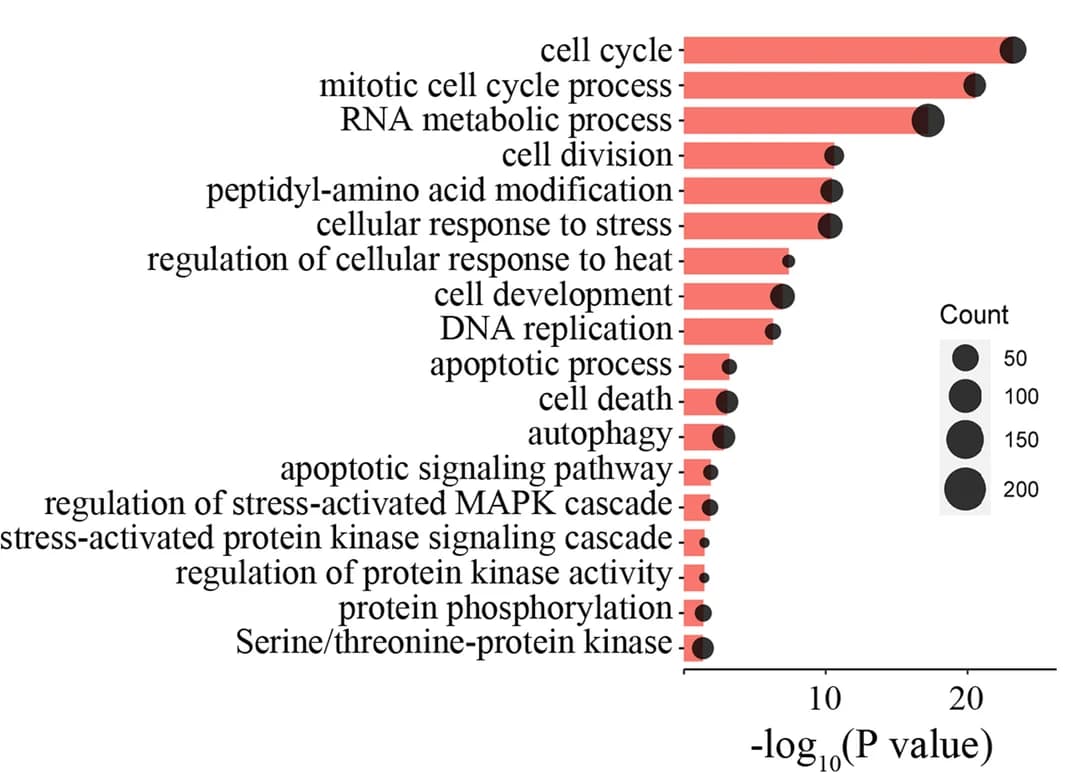 Open access visualization of Bar Plot, Bubble Plot, DAVID analysis, GO terms, Phosphoproteins