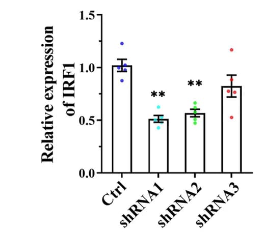 Open access visualization of Bar Plot, Error Bars, IRF1 Knockdown, shRNA, Lentivirus
