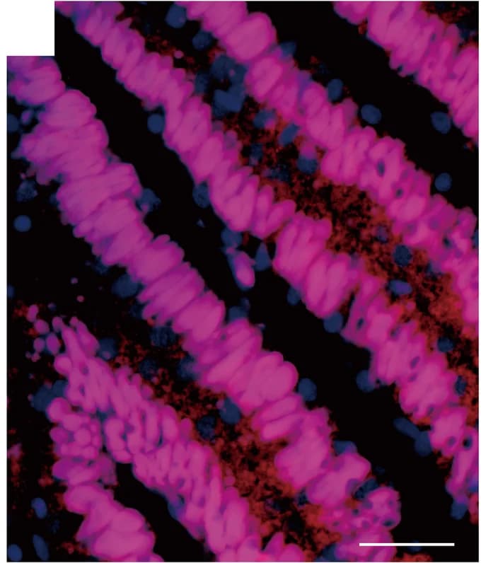 Open access visualization of Microscopy, Fluorescence In Situ Hybridization, 16S rRNA, Gill Filaments, DAPI-Stained DNAs