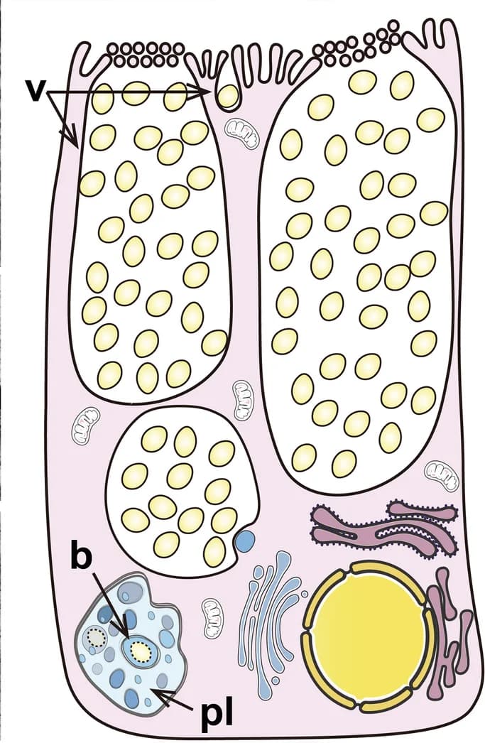 Open access visualization of Illustration, Bacteriocytes, Apical Vesicles, Phagolysosome-like Organelles, Lysed Symbionts