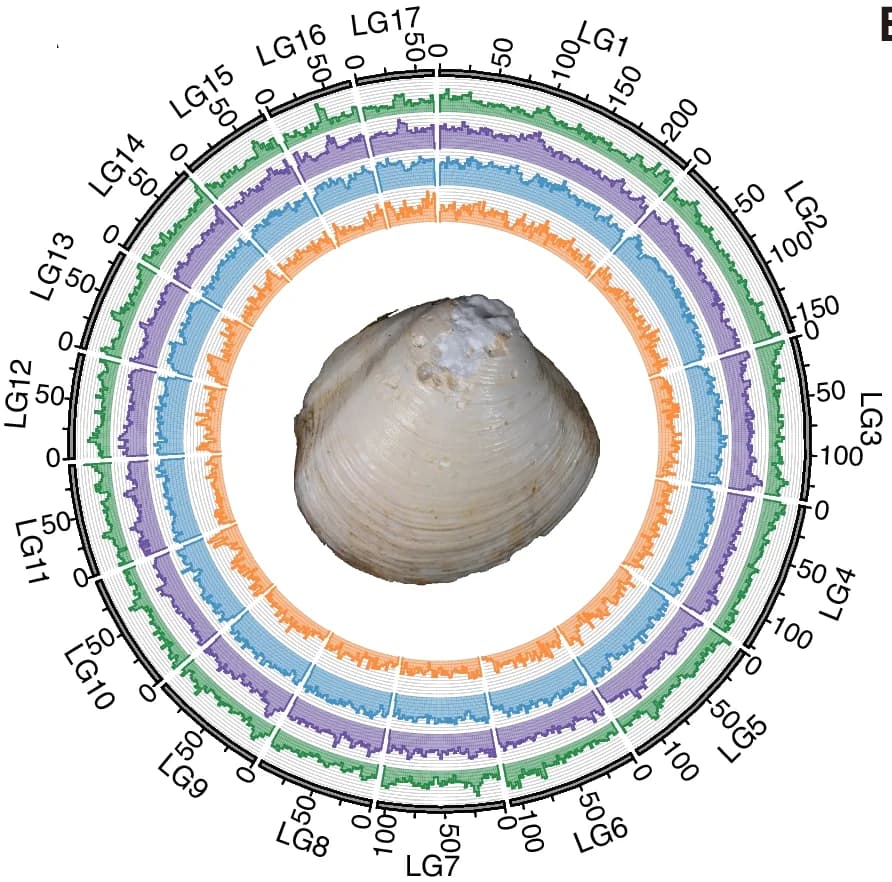 Open access visualization of Line Plot, Linkage Groups, Marker Distribution, GC Content, TE Density