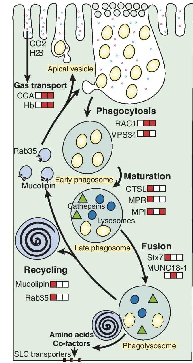 Open access visualization of Workflow, Illustration, Gene Families, Substrate Transports, Phagocytosis