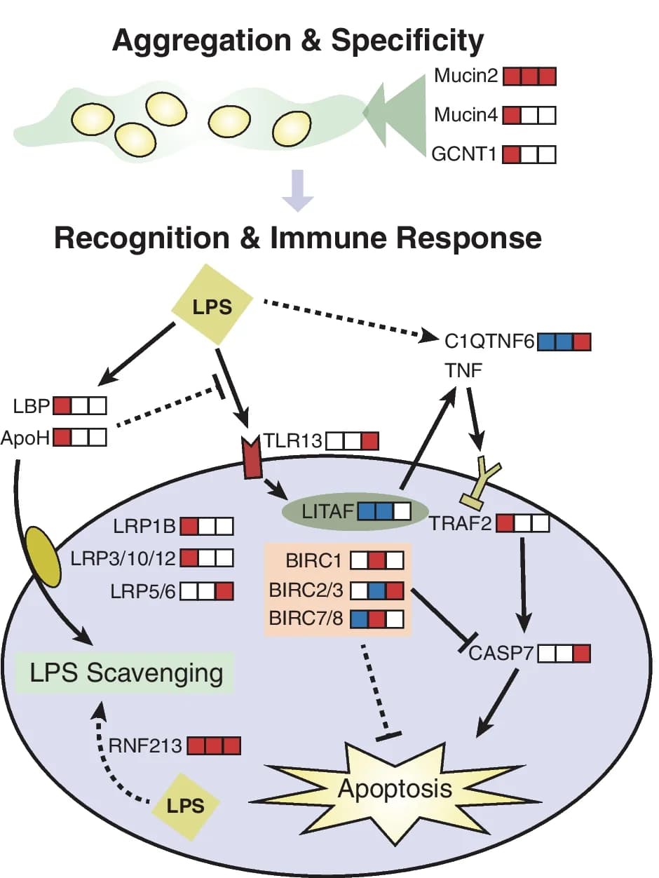 Open access visualization of Workflow, Flowchart, Illustration, Gene Family, Symbiosis